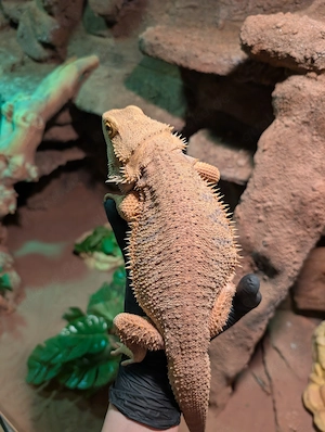 Bartagame mit Terrarium abzugeben Bild 3