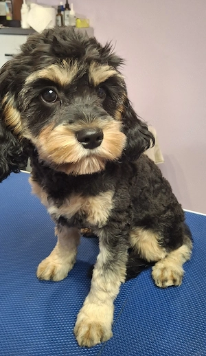    Zwei wundervolle Cavapoo-Schätze suchen ihr Zuhause   