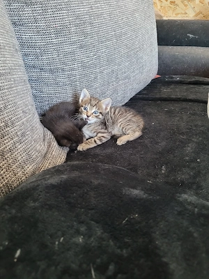 Katzenbabys abzugeben 