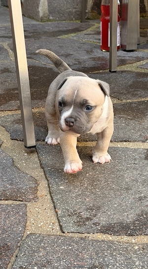American Bully 