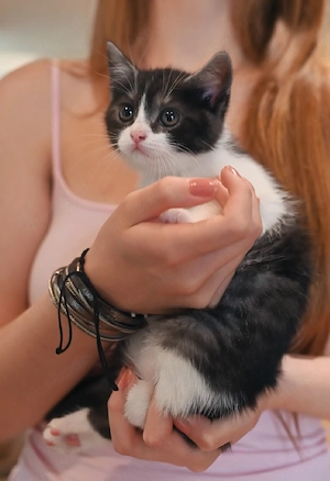 (BKH) Kitten Mischling 