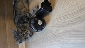 Britische kurz-Langhaar katze