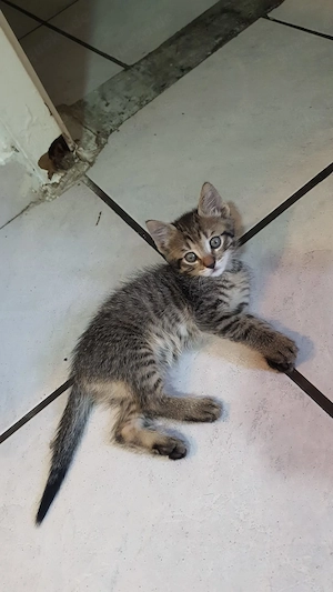 Katze kum verkaufen 