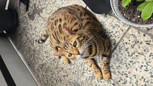 Bengalkatze  Äqyptische Mau Katze 