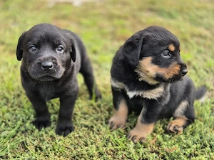 Labrador-Rottweilerwelpen