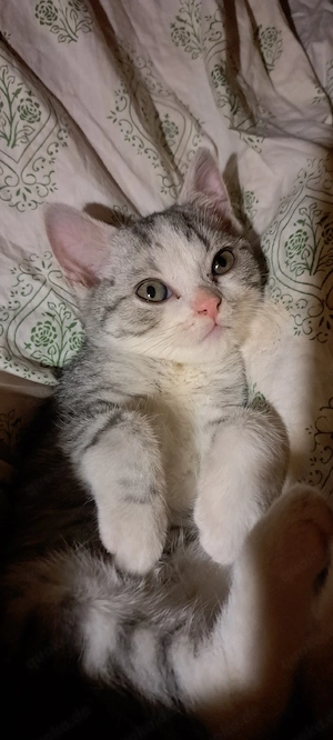Wunderschöne BKH Mix Kitten Kätzchen Kater grau getiegert 