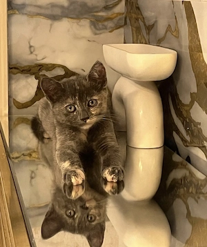 Wundervolle BKH Edelmix Kitten 