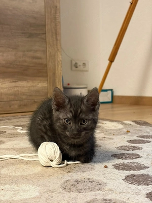 5 Katzenbabys suchen ein neues Zuhause
