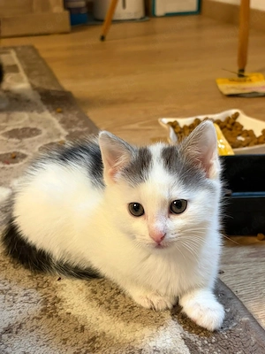 5 Mix Kitten suchen ein neues Zuhause
