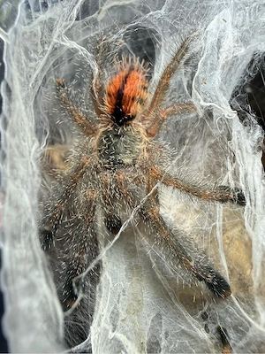 Vogelspinnen Avicularia, Ybyrapora und weitere