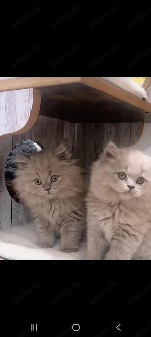 Zuckersüße BLH Kitten suchen liebevolles Zuhause beide sind geimpft 