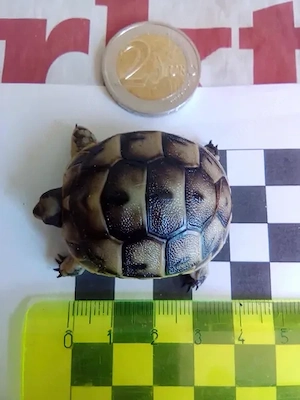 Landschildkröten-Babies in gute Hände abzugeben