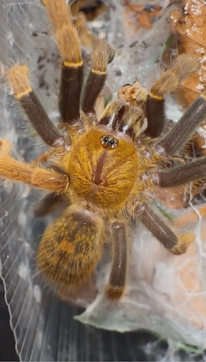 Vogelspinnen Avicularia, Ybyrapora und weitere