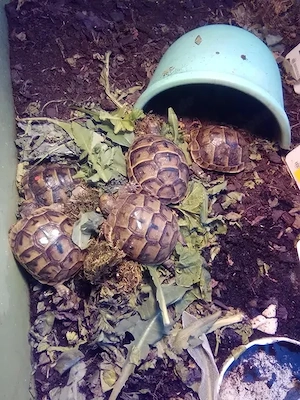 Landschildkröten-Nachzuchten sowie auch adulte Tiere nur in gute Hände abzugeben Bild 3