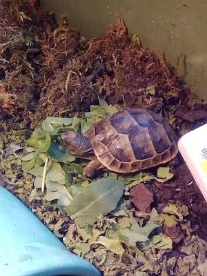 Landschildkröten-Nachzuchten sowie auch adulte Tiere nur in gute Hände abzugeben Bild 4