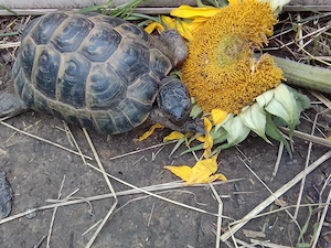 Landschildkröten-Nachzuchten sowie auch adulte Tiere nur in gute Hände abzugeben Bild 5