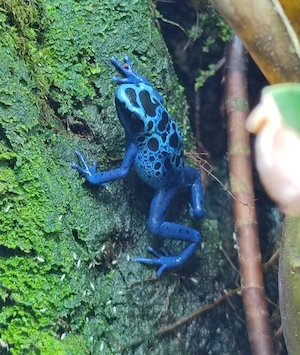 Dendrobates   Dendrobaten Tinctorius Azureus NZ 2026