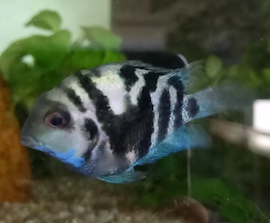 Papageienbuntbarsch, Tiger blau