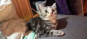 Wunderschöne BKH Mix Kitten  Kater grau Tabby