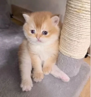 Bkh kitten 