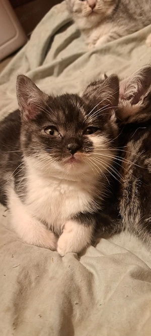 Wunderschöne BKH Mix Kitten  Katze schwarz weiß 