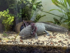 Axolotl+Futter zur Adoption freigegeben 