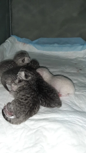 BKH-Kitten suchen später ein neues Zuhause   