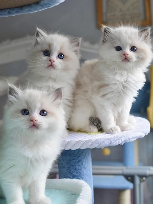 Ragdoll-Kätzchen zur Adoption 