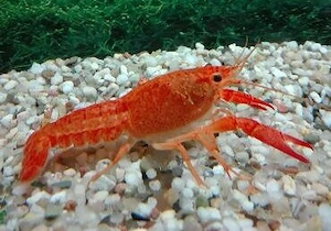 Mandarin Zwergkrebs