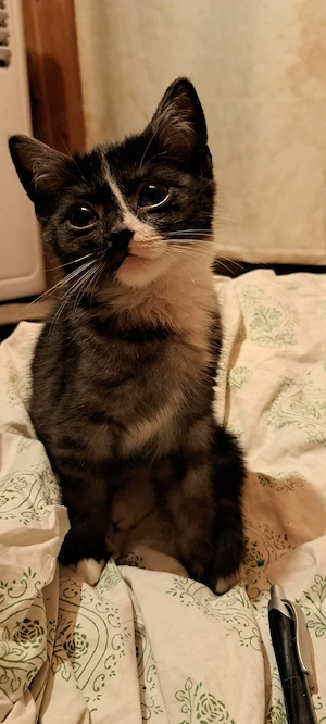 Wunderschöne BKH Mix Kitten  Kater schwarz weiß 