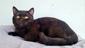 BKH Schoko Kater Deckkater 