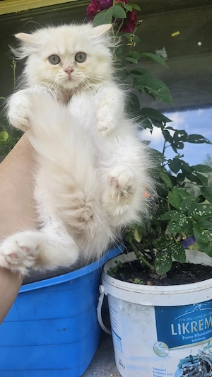 baby kiten zu verkaufen 