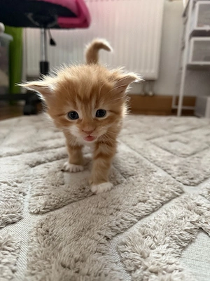 Wunderschöne Maine Coon Kitten 
