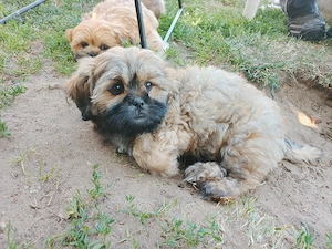 Shi tzu Chihuahua Welpen