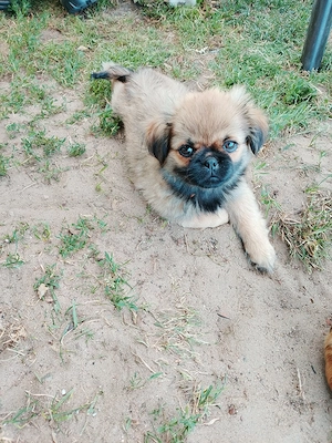 shih tzu Chihuahua rüde