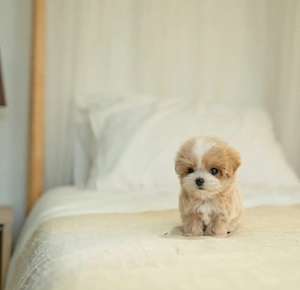 Maltipoo-Welpen mit Babygesicht suchen ein liebevolles Zuhause
