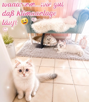 Süße Kitten dürfen ausziehen 