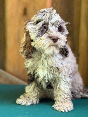 Cockapoo - Choco Merle