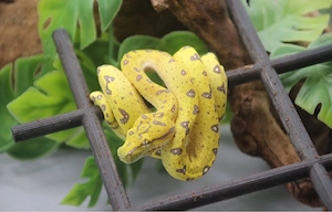 0.0.1 High Yellow Baumpython ( Morelia Viridis) DNZ 2025