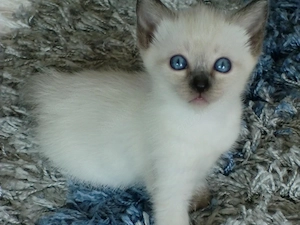 Reinrassiges Siam Baby , Männchen , blue-point
