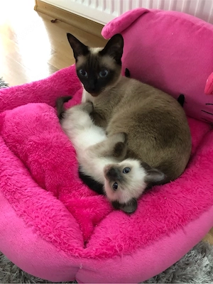 Reinrassiges Siam Baby , Männchen , blue-point