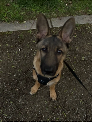 Mailinois Schäferhund-Mix (6Mon.) sucht Rassekenner