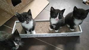 Kitten suchen ein liebevolles Zuhause 
