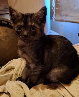 Wunderschöne BKH Mix Kitten  Kater smoke