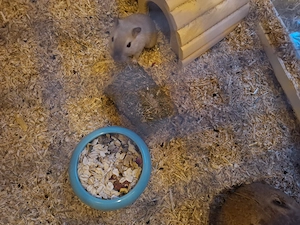 Rennmäuse mit Käfig und Zubehör 