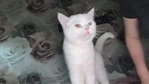 perser katze
