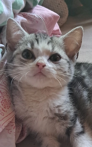 Wunderschöne BKH Mix Kitten  Katze Tabby silver