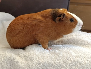  Meerschweinchen in liebevolle Hände abzugeben