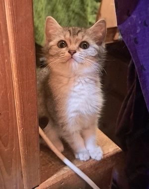 Wunderschöne BKH Mix Kitten Kätzchen Katze grau getiegert 