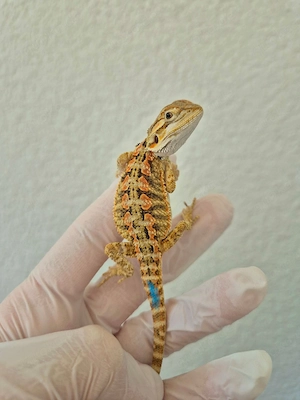 citrus orange tiger bartagame BOCK 